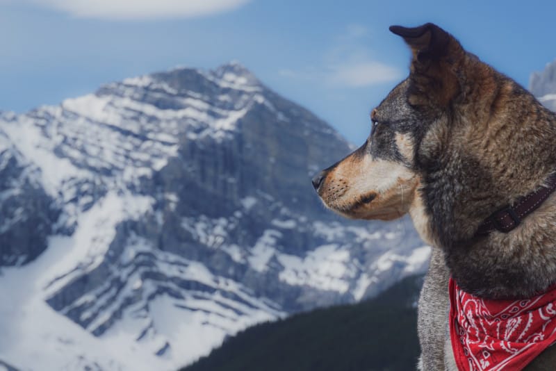 Side profile of a cattle dog in front of mountains on a pet friendly Banff hiking trail.