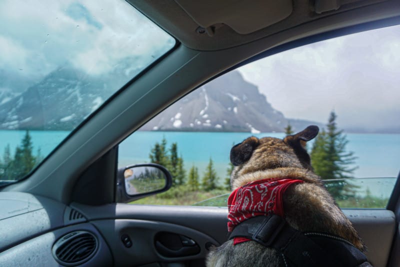 Dog looking out car window at a blue lake and mountains in Banff.