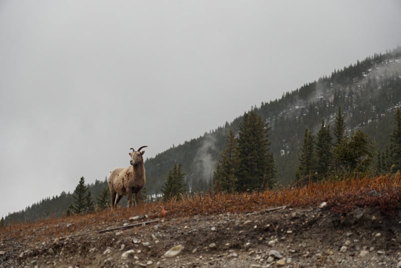 Female big horn sheep on a cliff in Banff.