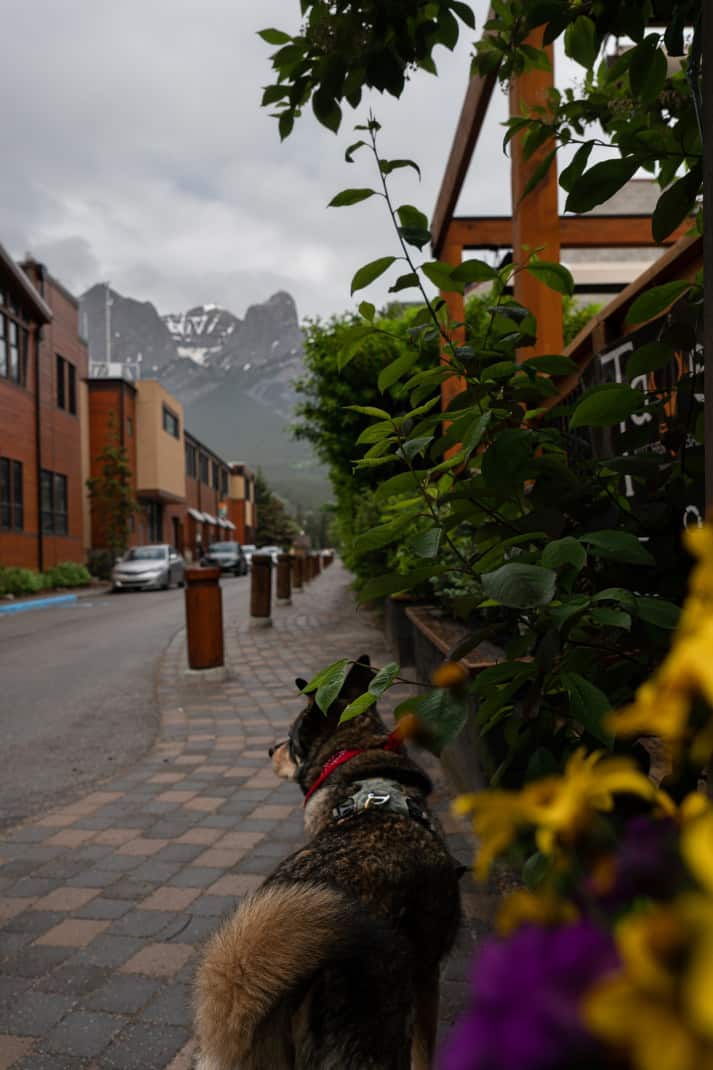 Dog going for a walk downtown Canmore.