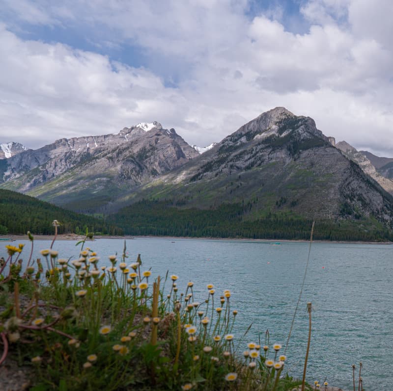 Small daisies in the foreground of Minnewanka Lake in Banff. Blue lake and mountains.