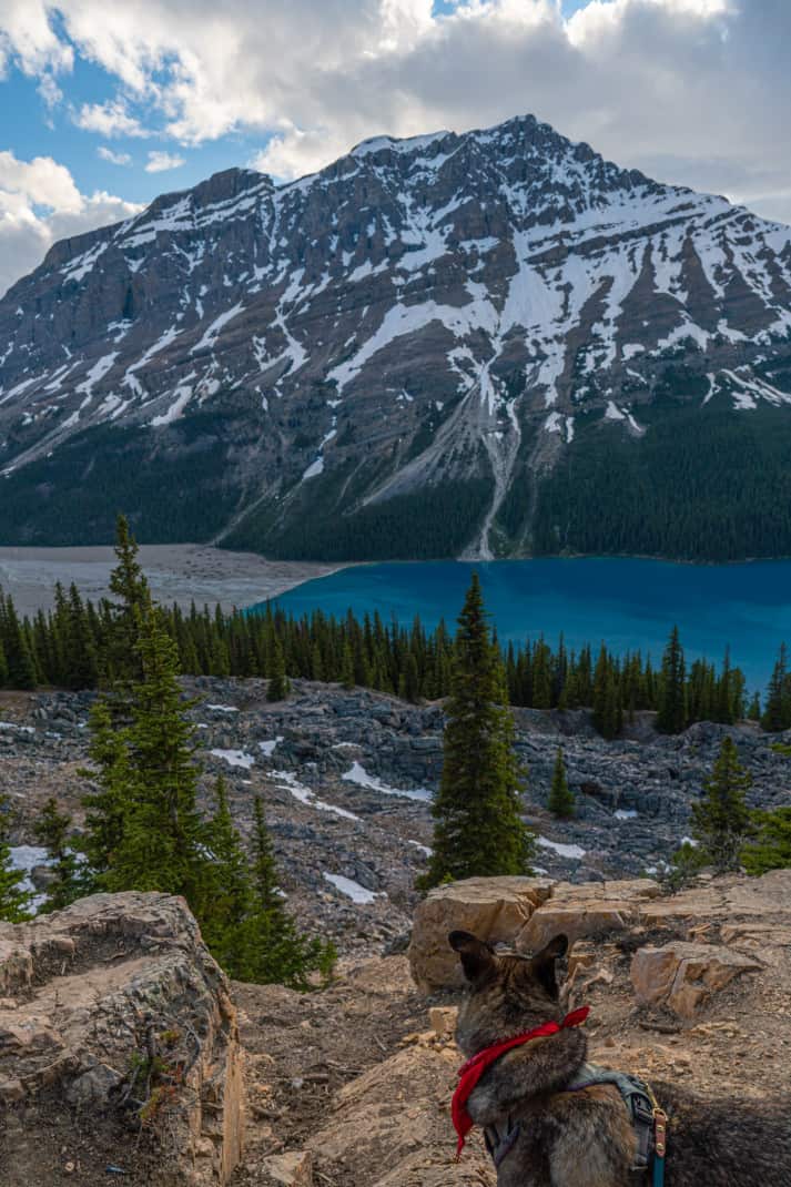 Dog looking down at Peyto Lake, Banff.