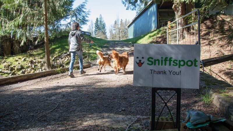 A woman and two large, golden dogs on leash walk away from the camera.