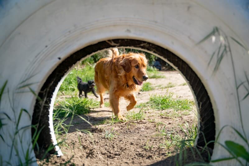 A large gold dog and small black dog seen through a white, painted tire at a Sniffspot private off-leash dog park