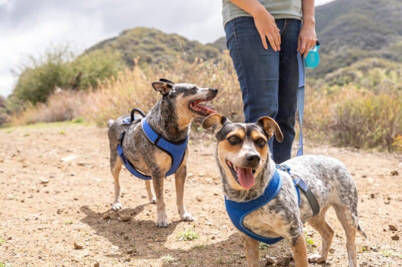 Two small dogs in blue harnesses on a leash in the desert at a Sniffspot private off-leash dog park