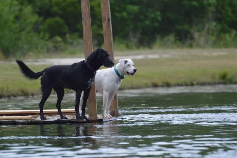 One black and one white dog stand at the edge of a pond at a Sniffspot private off-leash dog park