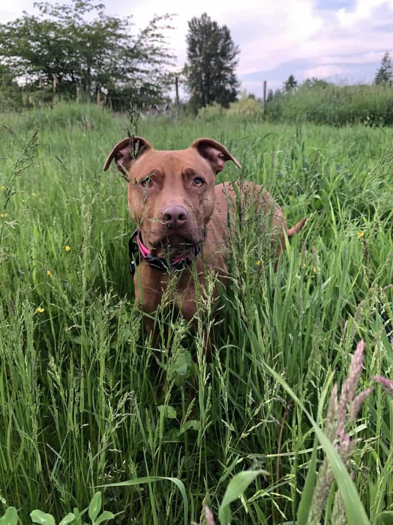 A large brown dog stands in high weeds at a Sniffspot private off-leash dog park