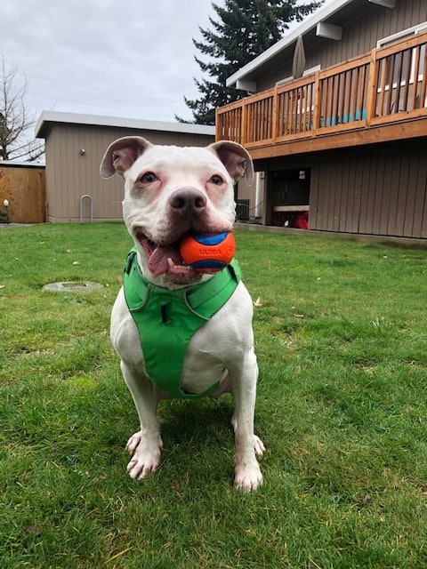 A white bully dog in a green harness sits with a ball in her mouth next to a house
