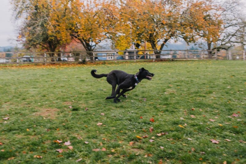 Black dog running at a Sniffspot private off-leash dog park