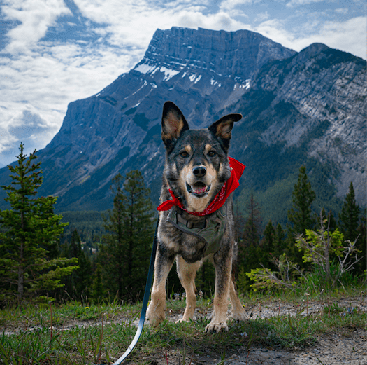 The Ultimate Pet Friendly Guide To Banff National ...