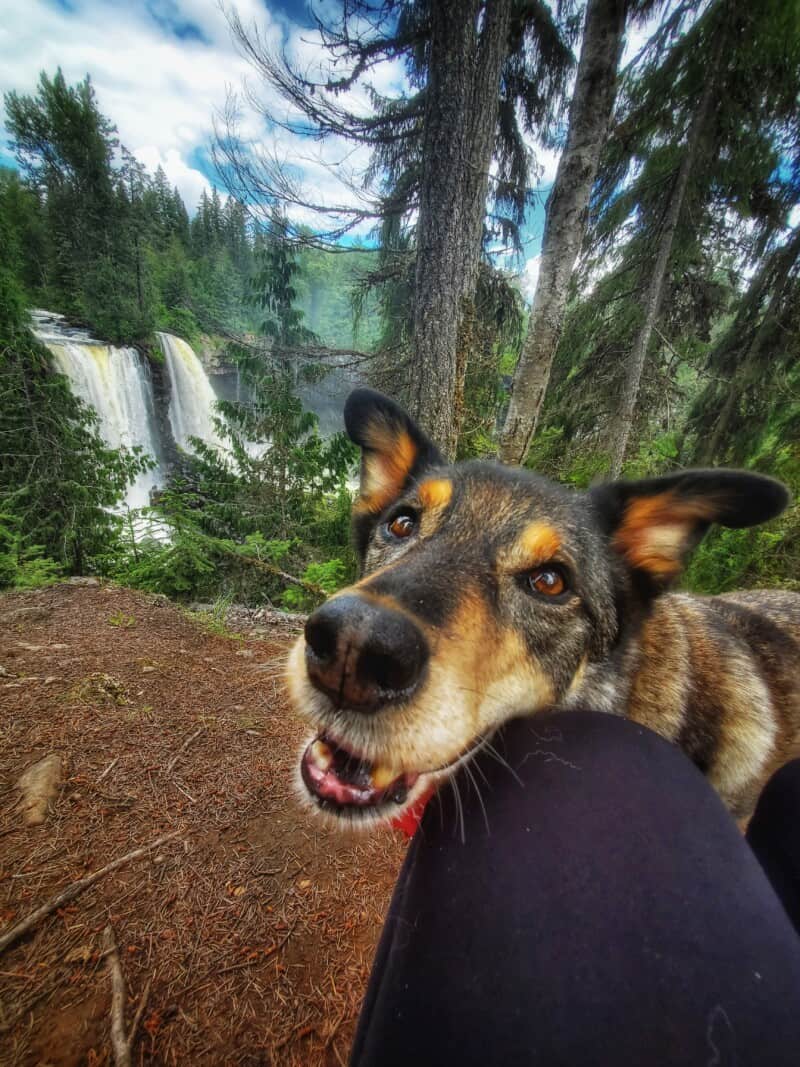 A close up of a dog with a big grin hiking at Canim Falls in Wells Gray Provincial Park. Two waterfalls and forest are behind him in the background.