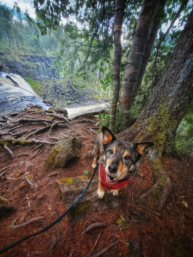 A happy dog standing at the top of Canim Falls in Wells Gray Provincial Park.