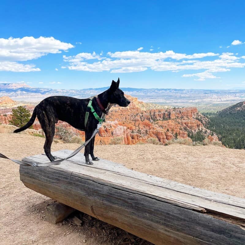 Dog on a log bench along the pet friendly Rim Trail at Bryce Canyon National Park, UT