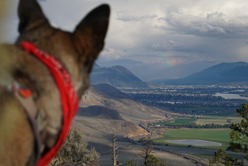A dog looking out over Kamloops city and desert view. A train winds below the desert mountain and a rainbow is over the city.