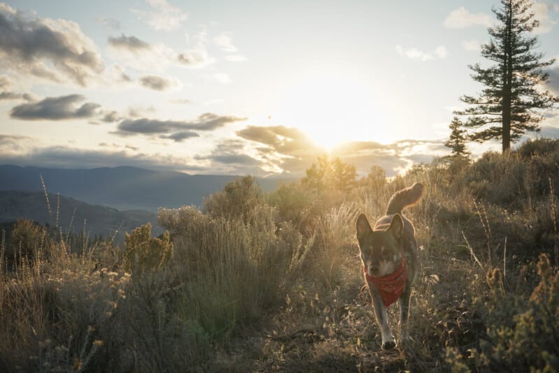 Cattle dog running on the desert trails during sunset in Kamloops, BC.