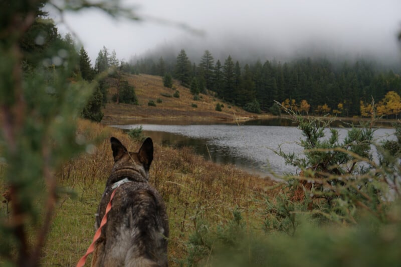 Hiking in Kamloops, BC. View of a dog through the trees at a small foggy lake during Buse Hill hike in Kamloops.