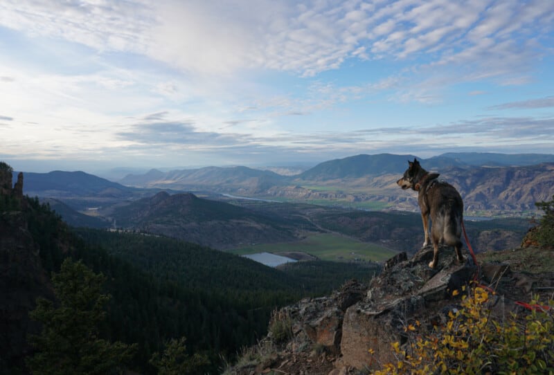 Cattle dog enjoying the view at Buse Hill Park in Kamloops, BC