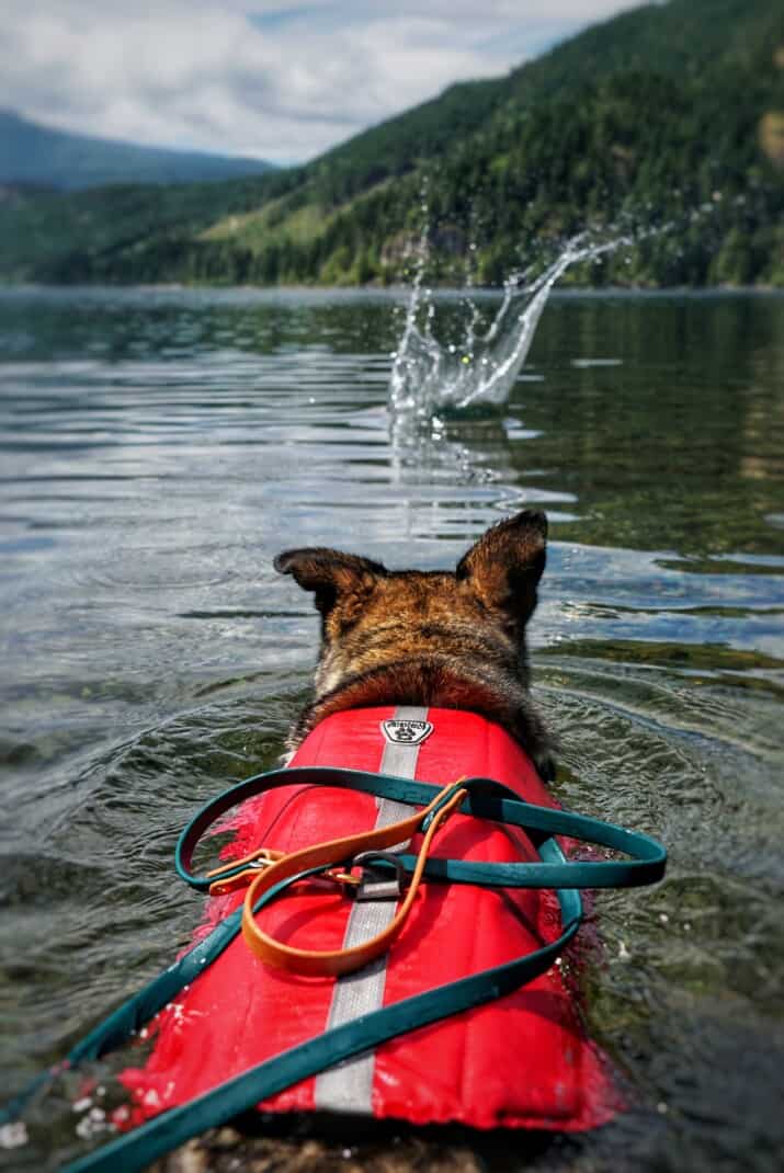 Dog in a red life vest looking at a splash in the water