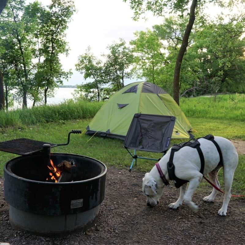 A white dog at a wooded campsite with a metal fire ring and a green tent