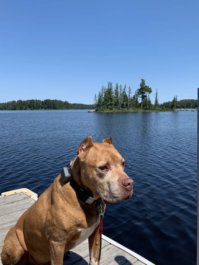 A brown pit bull sitting on a dock with a lake and pine tree covered islands in the background