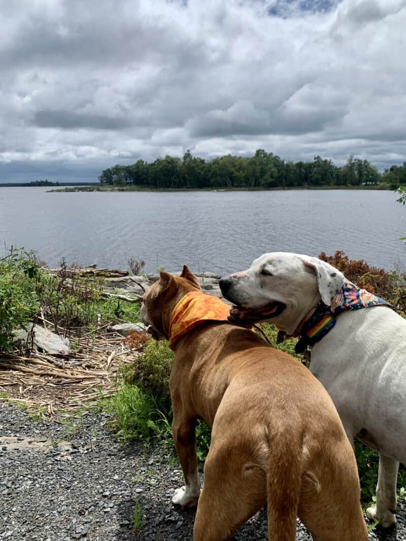 Two dogs looking out at a lake with thick woods on the opposite shore