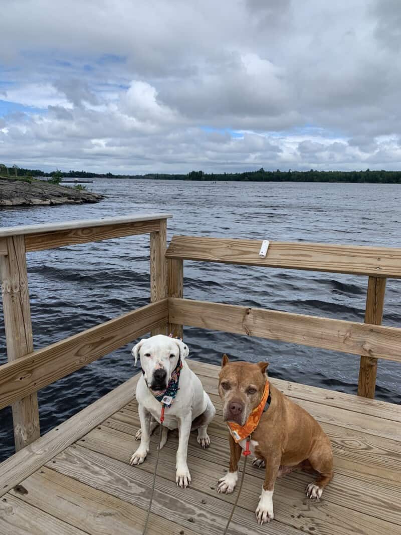 A white dog and a brown dog sit at the end of a dock in Rainy Lake in Voyageurs National Park