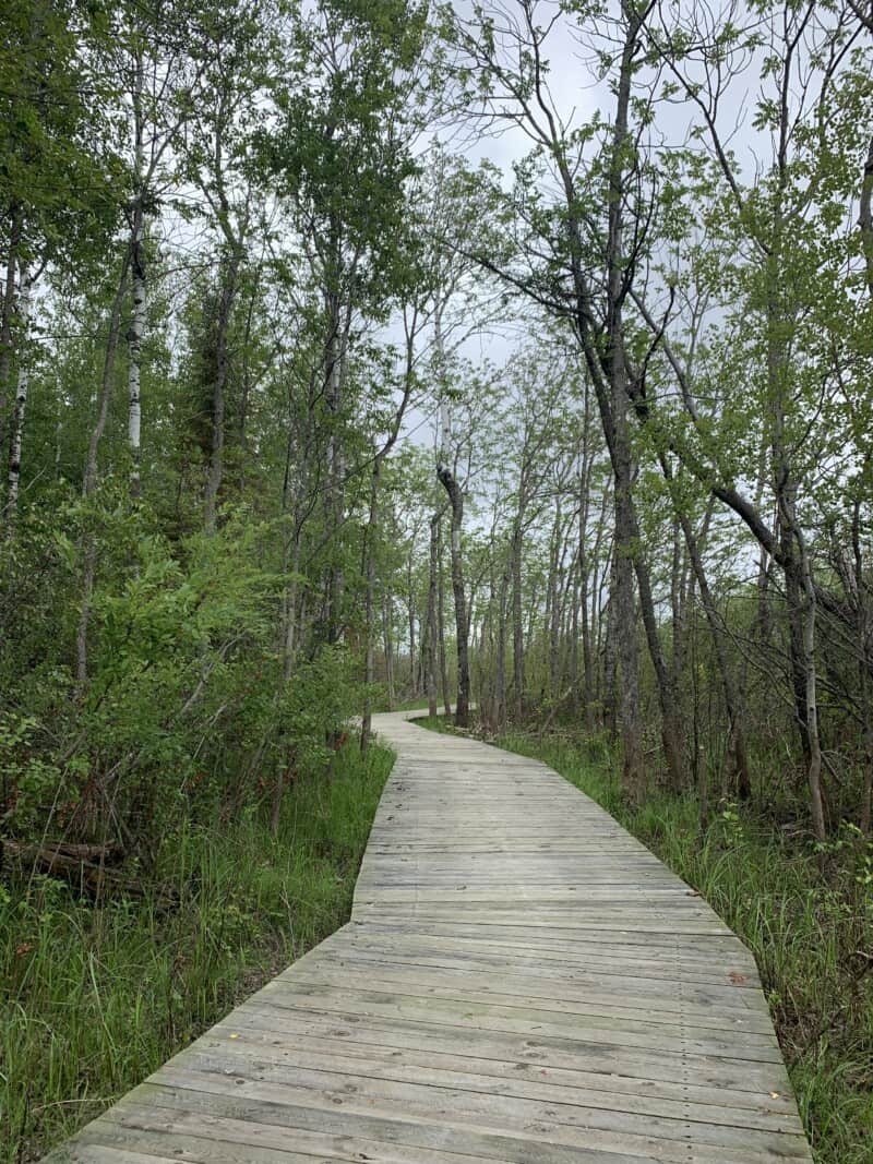 A wooden boardwalk leading into a wooded bog near International Fall, Minnesota