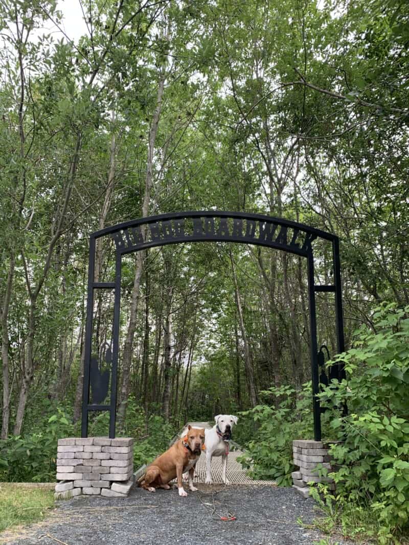 Two dogs posing under a metal archway that reads Big Bog Boardwalk which is the entrance to the bog boardwalk behind them
