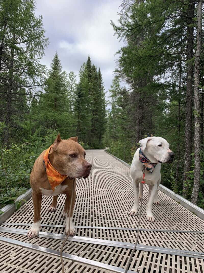 Two dogs posing under a metal archway that reads Big Bog Boardwalk which is the entrance to the bog boardwalk behind them