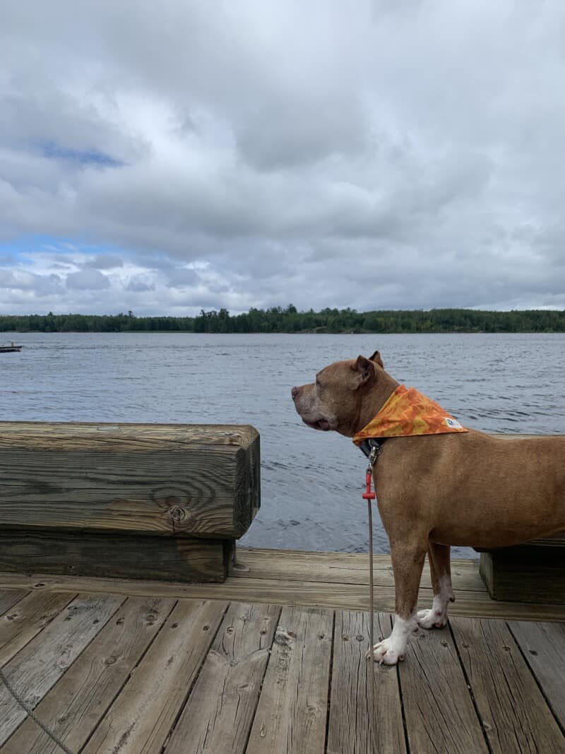 A brown dog on a wooden dock with a lake and wooded shoreline behind him