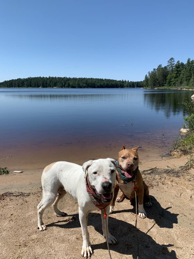 Two dogs posing in front of Maude Lake in the Superior National Forest, Minnesota