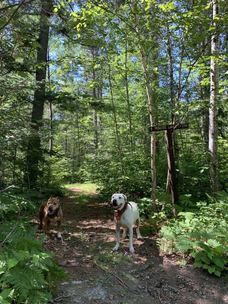 Two dogs hiking along a wooded trail in Superior National Forest, Minnesota