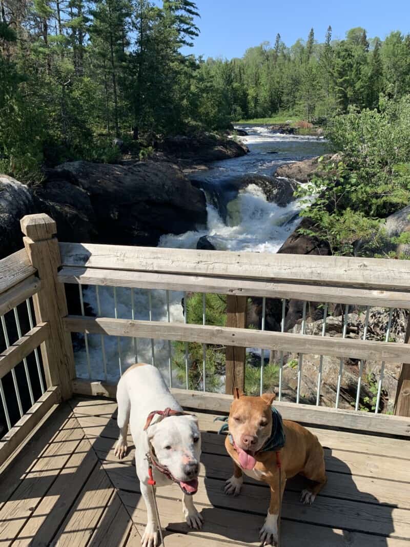 Two dogs on a wooden viewing platform overlooking a short waterfall and river surrounded by green trees