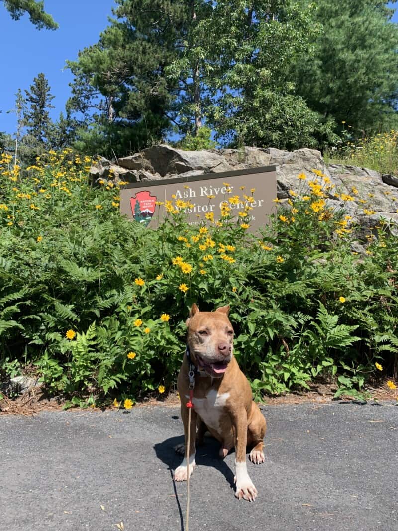 A brown pit bull sitting on the sidewalk in front of bright yellow flowers and a sign for the Ash River Visitor Center.