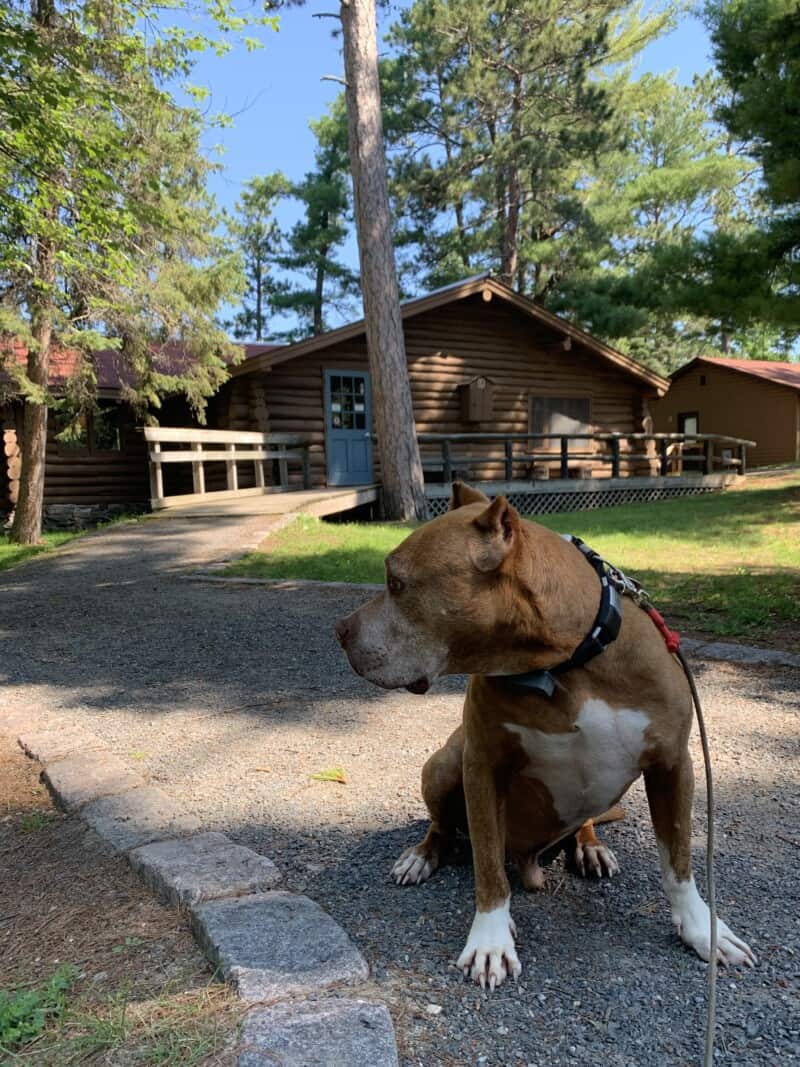 A brown pit bull sitting on the sidewalk in front of a log building surrounded by tall pines trees