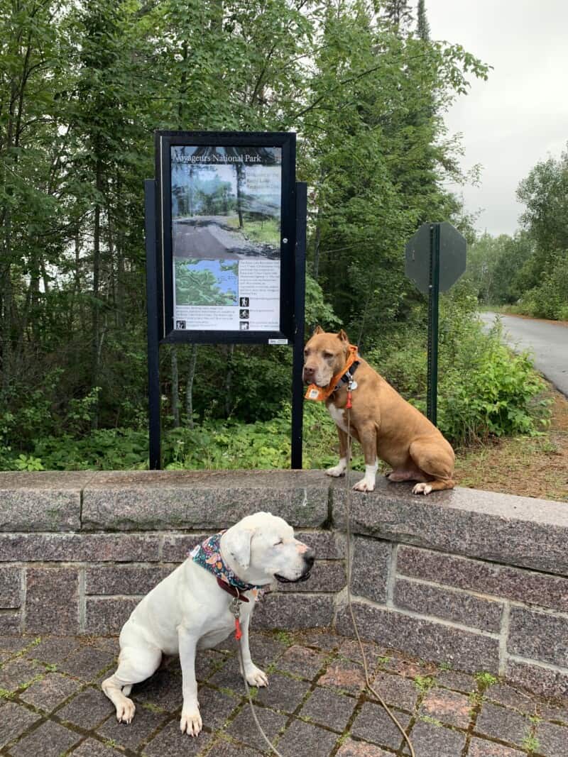 A white dog sitting by a short brick ledge and a brown dog sitting on the ledge with a sign behind them giving information on the Rainy Lake Recreation Trail.