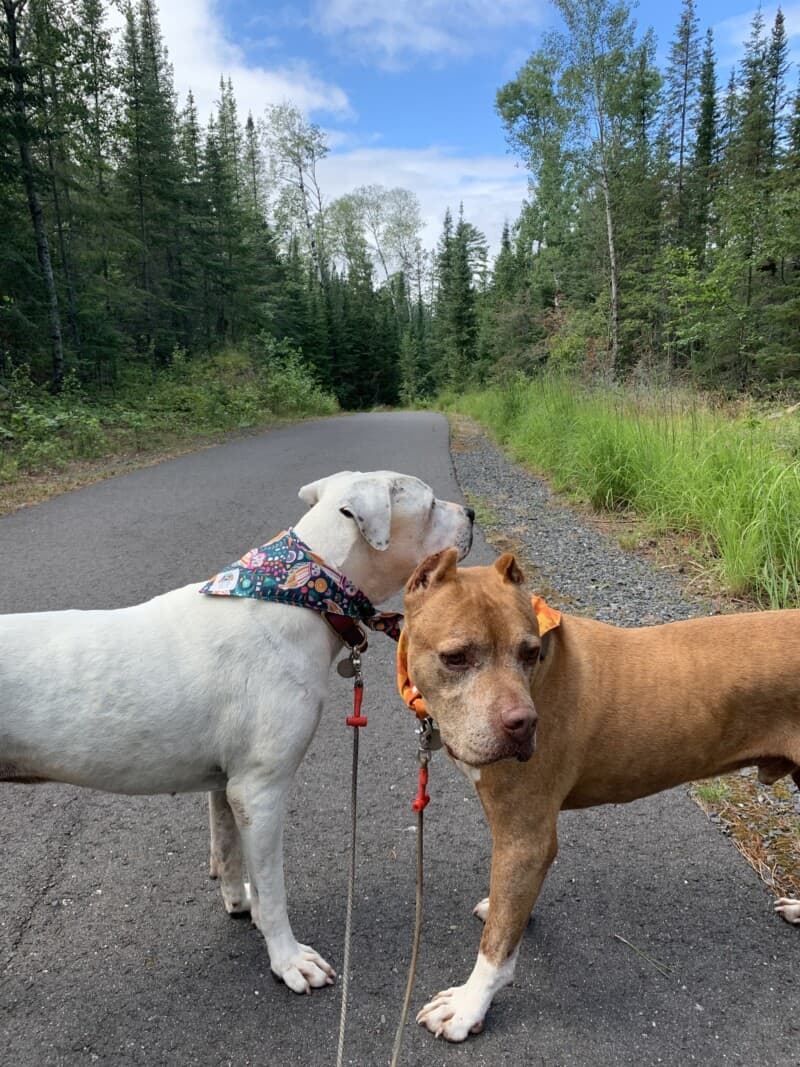 A white dog and a brown dog on a paved trail surrounded by thick woods in Voyageurs National Park