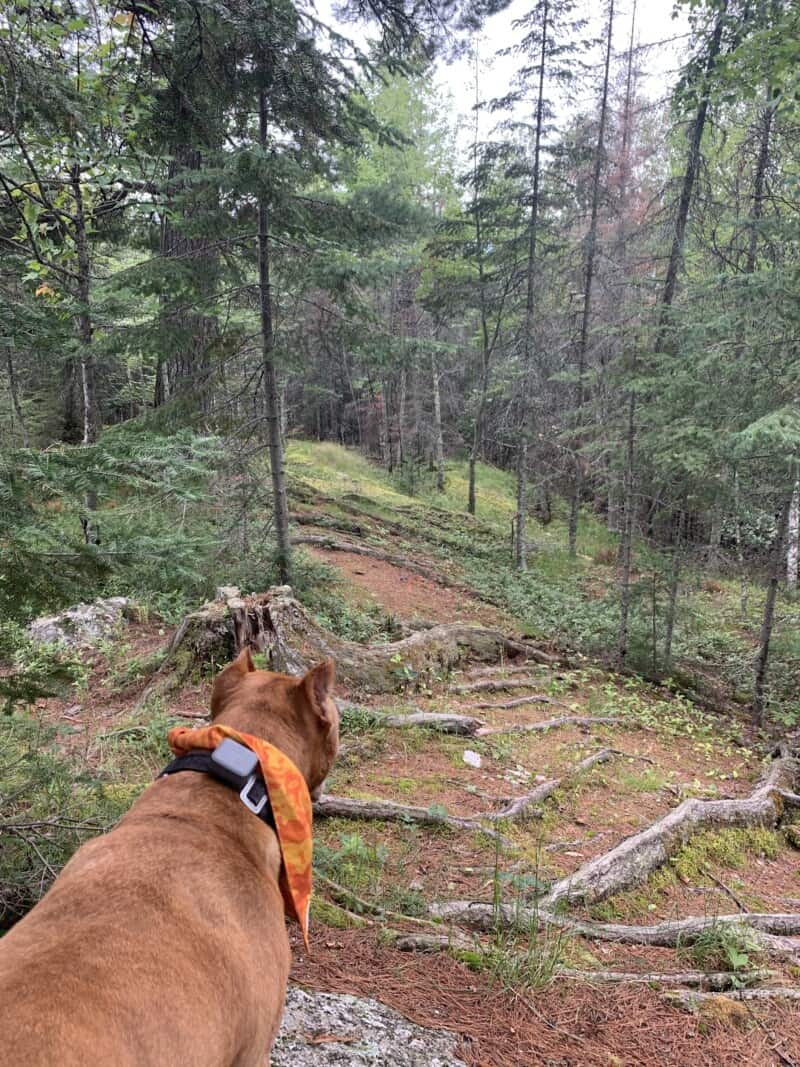 A brown dog hiking a trail among tall pine trees