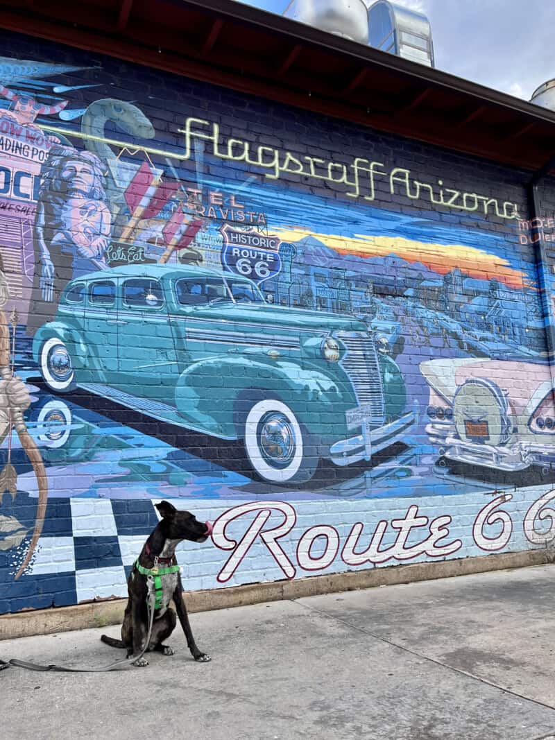 Brindle dog in front of a Route 66 mural in Flagstaff, AZ