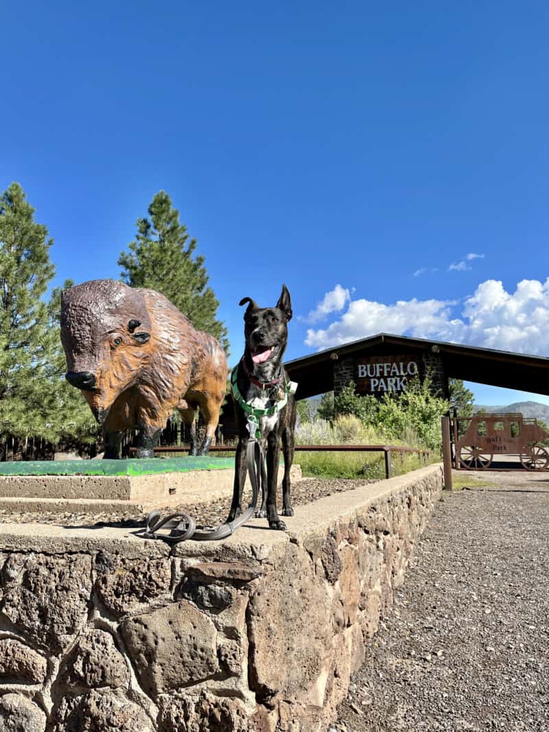 Brindle dog standing beside a sculpture of a bison at Buffalo Park in Flagstaff, AZ