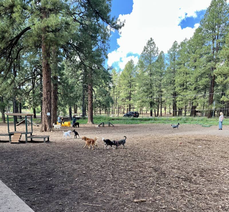 Dogs playing in the Thorpe Park Bark Park - Flagstaff, AZ