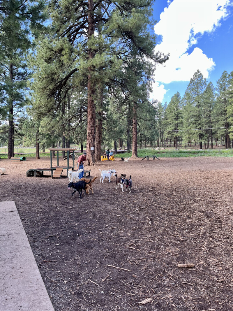 Dogs playing in the Thorpe Park Bark Park - Flagstaff, AZ