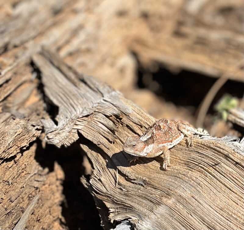 Mountain horned lizard on a log in Dixie National Forest, UT