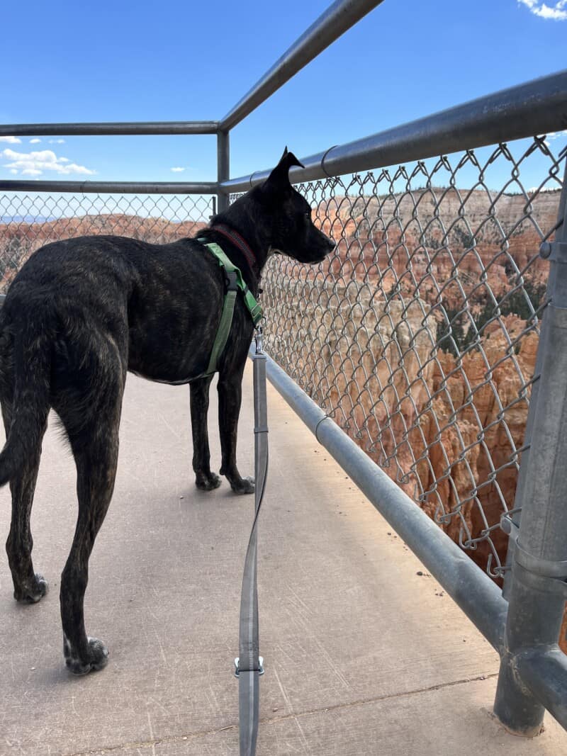 Dog at Sunset Point Overlook in Bryce Canyon National Park, UT