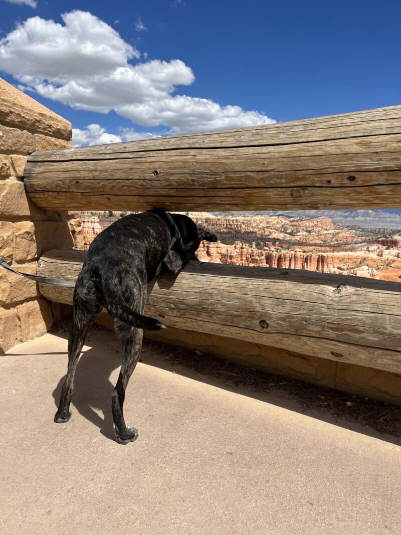Dog looking through the rails at the view in Bryce Canyon National Park, UT