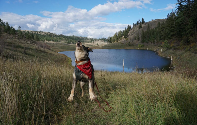 Happy dog howling on Deep Lake hike, Kamloops, BC. Small lake nestled among dry grassy hills.