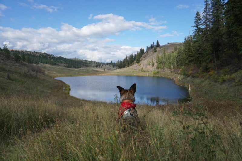 Dog sitting with his back to the camera looking at small lake nestled in the dry hills of Kamloops, BC. Deep Lake hike.