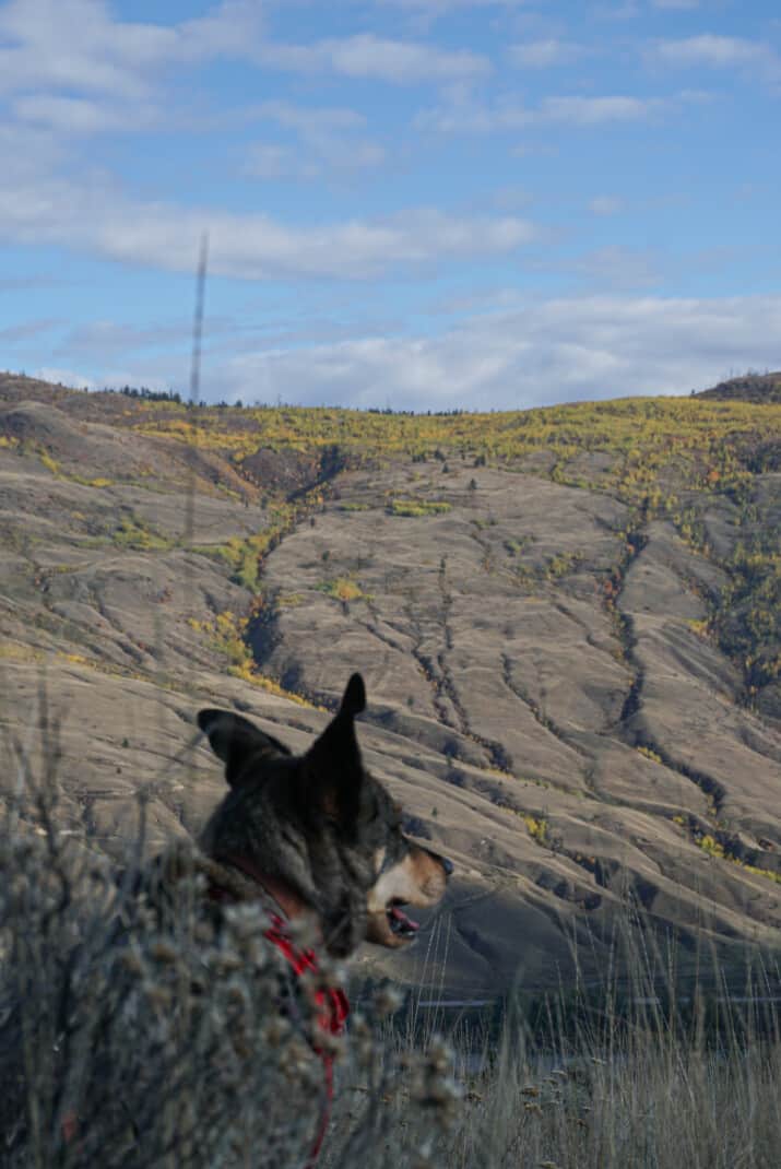 Close up of yellow fall trees on the dry rugged desert mountainside in Kamloops, BC. Happy dog in the foreground looking out. 