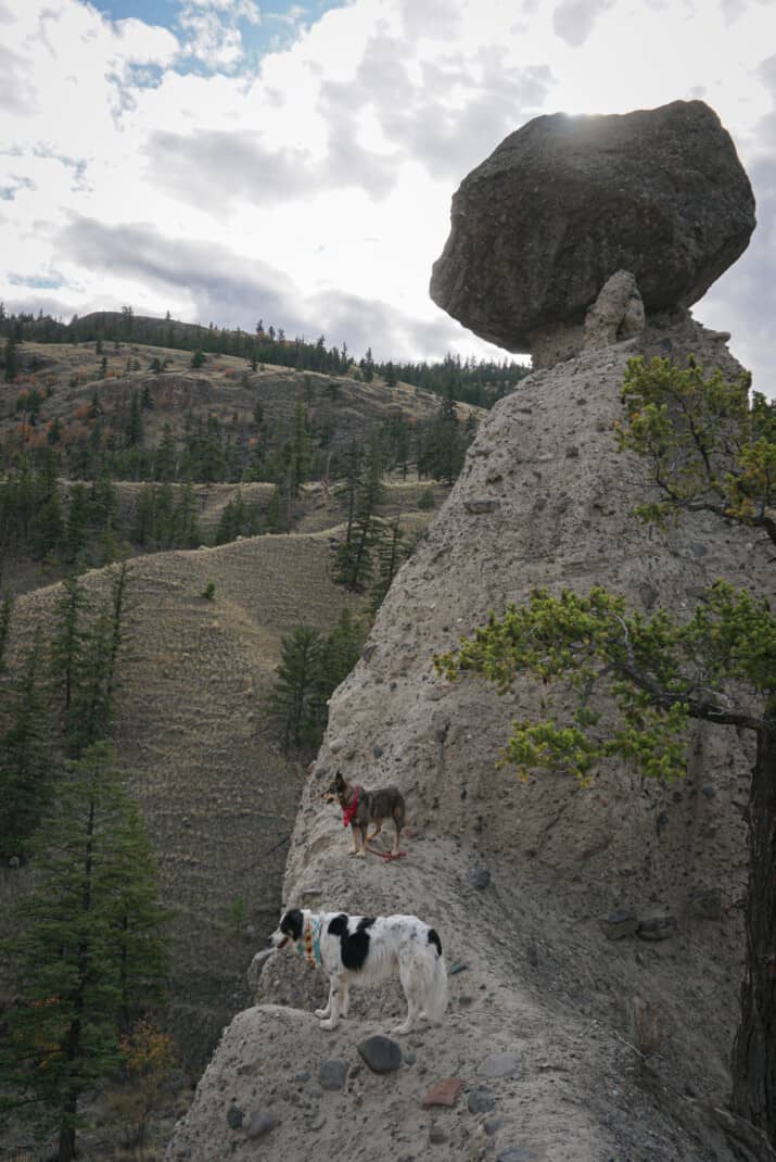 Hiking in Kamloops. Two dogs posing on desert formations.