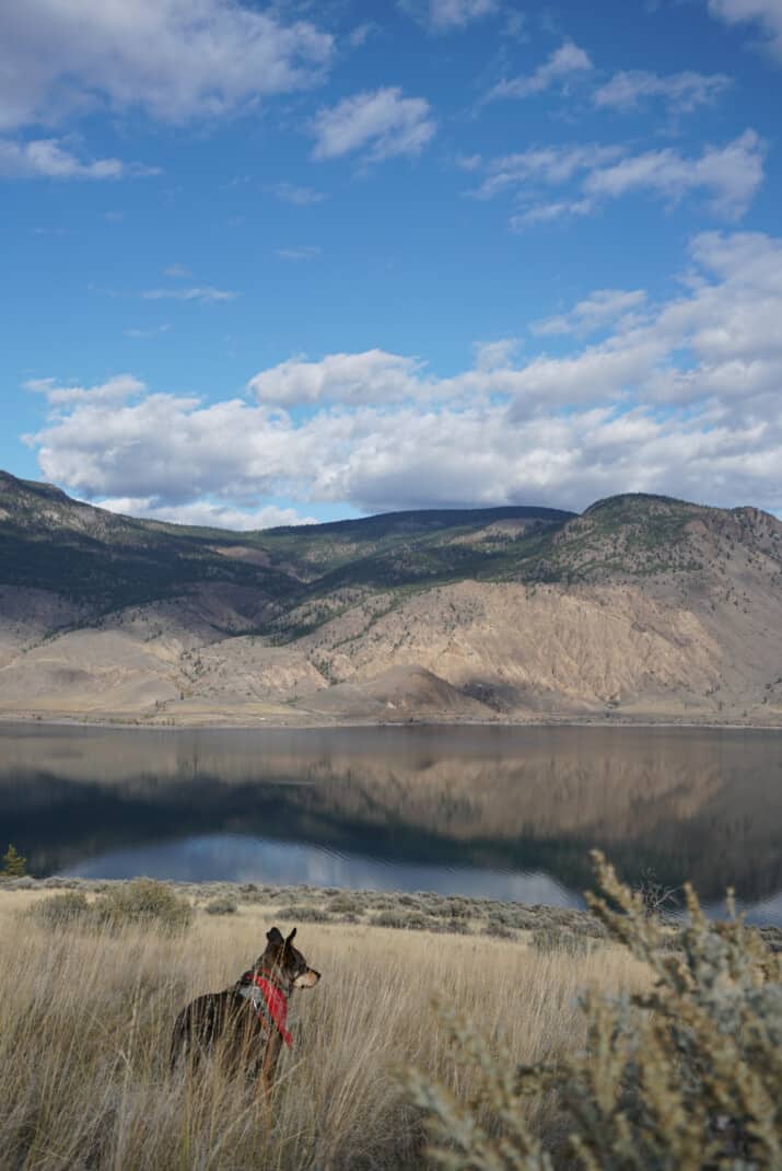 View of Kamloops Lake on a dog friendly road trip through British Columbia. Dog standing in tall dry grass looking over the view. Desert mountains reflect in to the calm water.